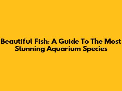 Beautiful Fish: A Guide To The Most Stunning Aquarium Species