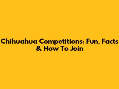 Chihuahua Competitions: Fun, Facts & How To Join