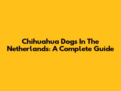 Chihuahua Dogs In The Netherlands: A Complete Guide