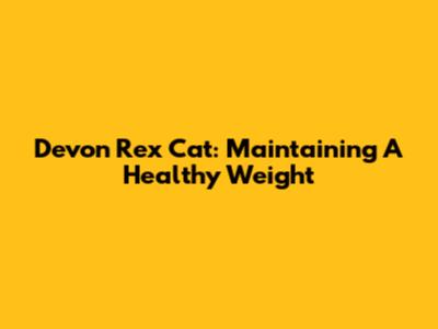 Devon Rex Cat: Maintaining A Healthy Weight