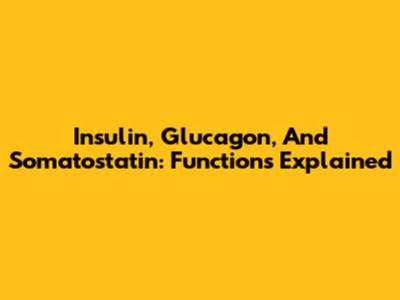 Insulin, Glucagon, And Somatostatin: Functions Explained