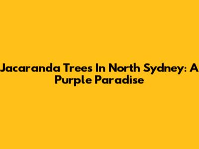 Jacaranda Trees In North Sydney: A Purple Paradise