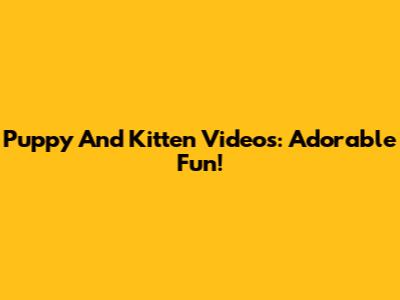 Puppy And Kitten Videos: Adorable Fun!