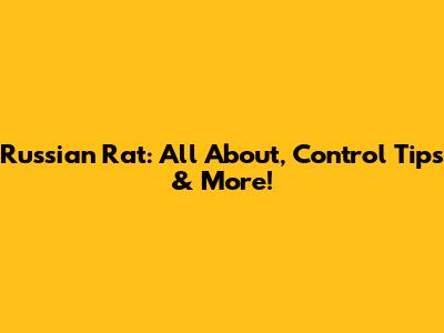 Russian Rat: All About, Control Tips & More!