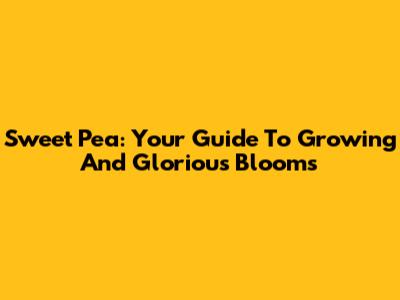 Sweet Pea: Your Guide To Growing And Glorious Blooms