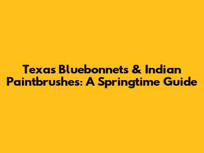 Texas Bluebonnets & Indian Paintbrushes: A Springtime Guide