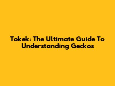 Tokek: The Ultimate Guide To Understanding Geckos