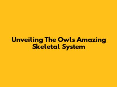 Unveiling The Owl's Amazing Skeletal System